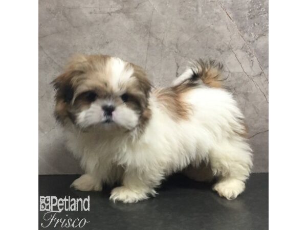 Shih Tzu-Dog-Female-Gold / White-31453-Petland Frisco, Texas