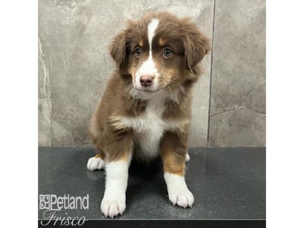 Miniature Australian Shepherd-Dog-Female-Chocolate-31416-Petland Frisco, Texas