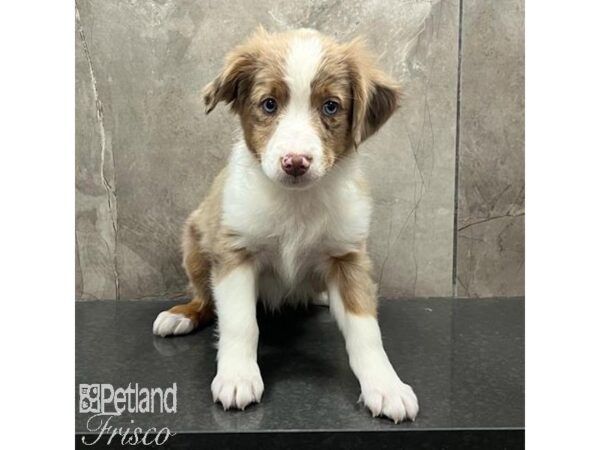 Miniature Australian Shepherd-Dog-Female-Red Merle-31417-Petland Frisco, Texas