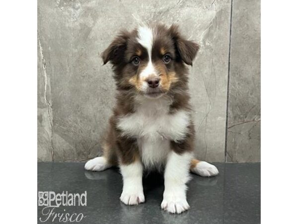 Miniature Australian Shepherd-Dog-Male-Chocolate and White-31419-Petland Frisco & Mckinney, Texas