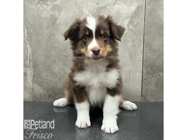 Miniature Australian Shepherd Dog Male Chocolate and White 31419 Petland Frisco, Texas