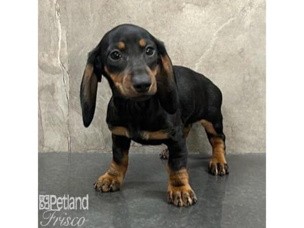 Miniature Dachshund Dog Female Black / Tan 31444 Petland Frisco, Texas