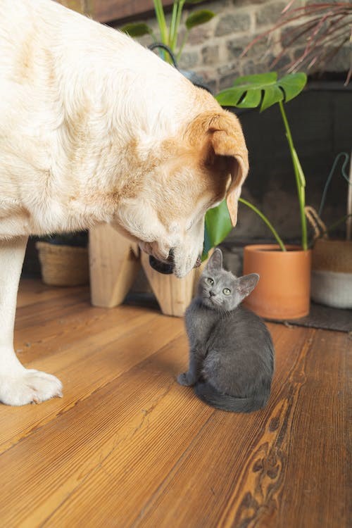 Pet Store Banner