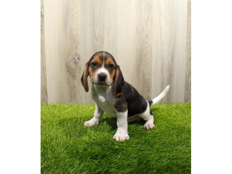 Beagle Dog Male Black White / Tan 31363