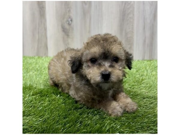 Maltipoo Dog Female Sable 31450 Petland Frisco, Texas