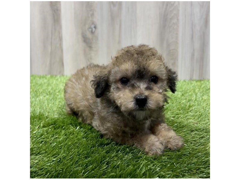 Maltipoo Dog Female Sable 31450