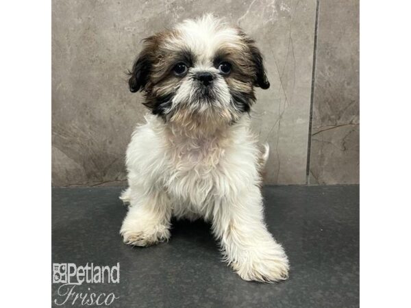 Shih Tzu Dog Male Sable / White 31376 Petland Frisco, Texas