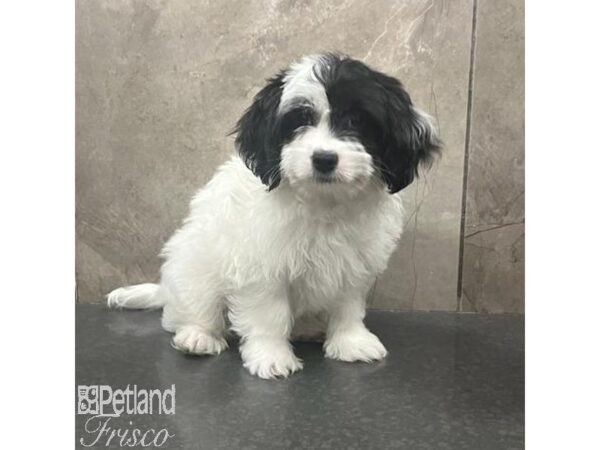 Havanese Dog Male Black and White 31396 Petland Frisco, Texas