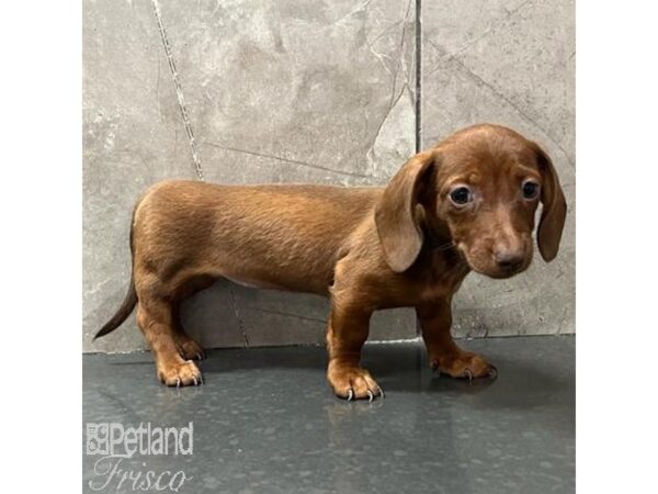 Miniature Dachshund Dog Female Red 31403 Petland Frisco, Texas