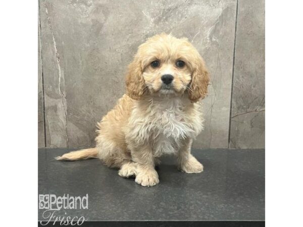 Cavachon Dog Female Blenheim 31406 Petland Frisco, Texas