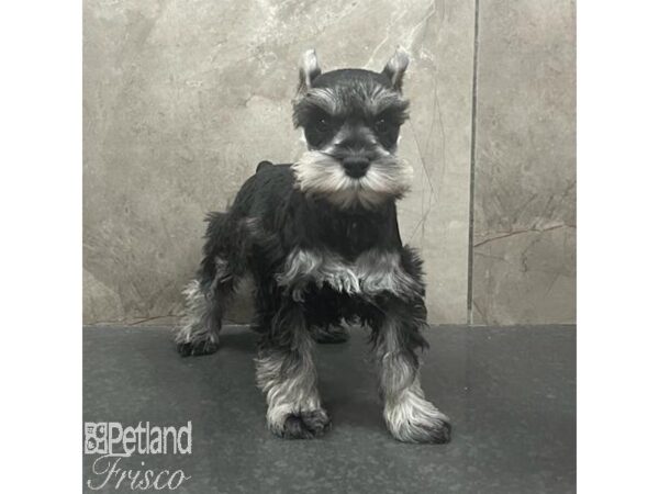 Miniature Schnauzer Dog Female Black / Silver 31414 Petland Frisco, Texas