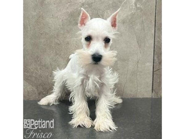 Miniature Schnauzer Dog Male White 31374 Petland Frisco, Texas