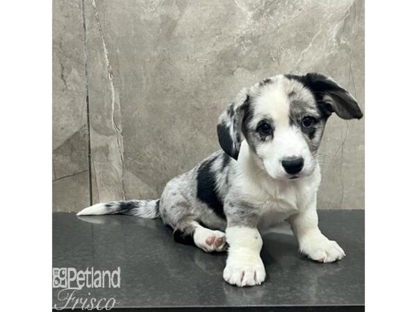 Cardigan Welsh Corgi-Dog-Female-Blue Merle-31388-Petland Frisco & Mckinney, Texas