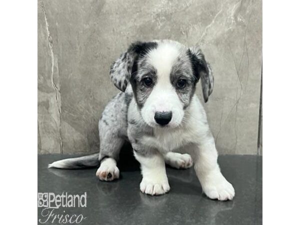 Cardigan Welsh Corgi Dog Male Blue Merle 31389 Petland Frisco, Texas