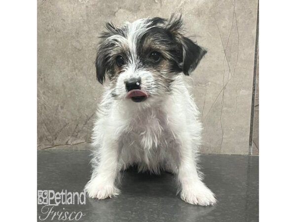 Biewer Yorkshire Terrier-Dog-Female-Black Tan / White-31390-Petland Frisco & Mckinney, Texas