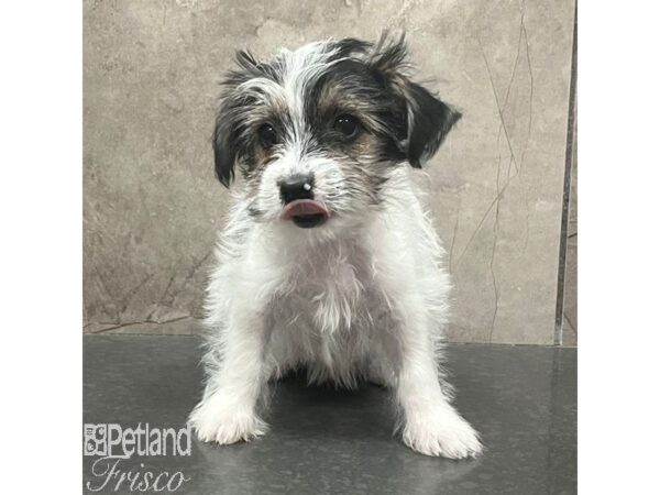 Biewer Yorkshire Terrier Dog Female Black Tan / White 31390 Petland Frisco, Texas