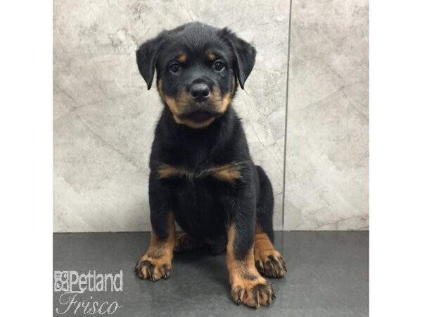 Rottweiler Dog Male Black and Tan 31425 Petland Frisco, Texas