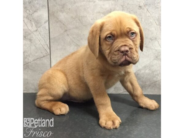 Dogue De Bordeaux-Dog-Male-Red-31427-Petland Frisco, Texas