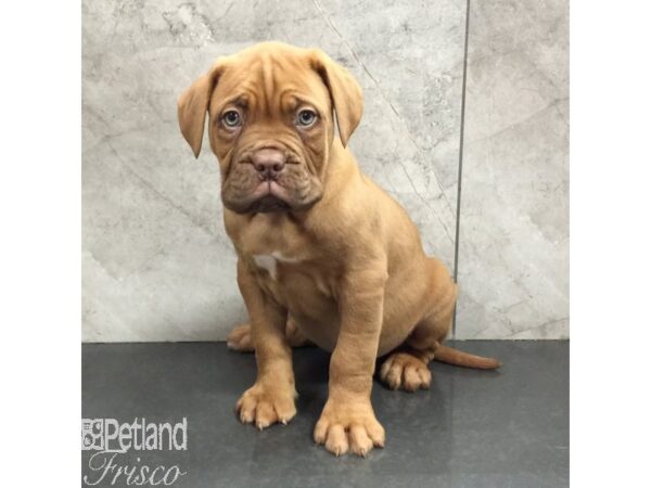 Dogue De Bordeaux-Dog-Male-Red-31428-Petland Frisco, Texas