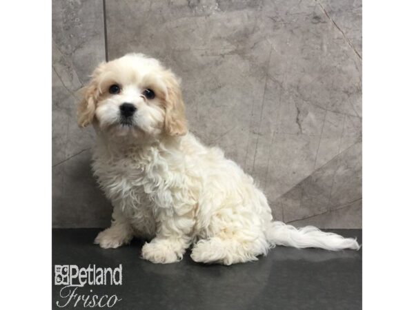 Cavachon-Dog-Male-White / Blenheim-31430-Petland Frisco, Texas