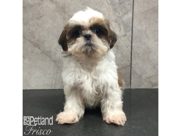 Shih Tzu-Dog-Male-Sable / White-31431-Petland Frisco & Mckinney, Texas