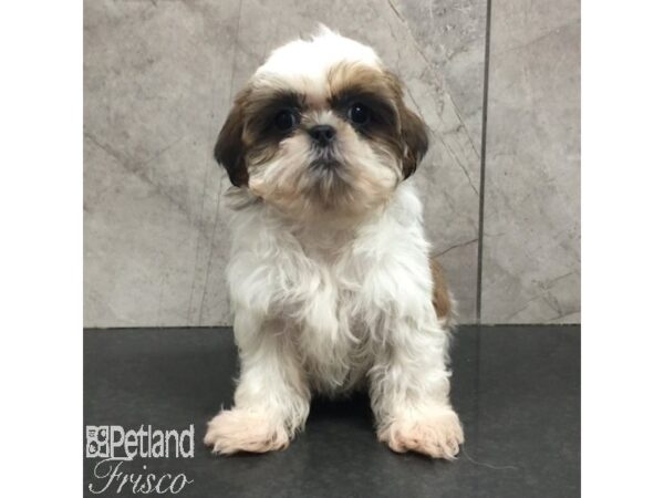 Shih Tzu-Dog-Male-Sable / White-31431-Petland Frisco, Texas