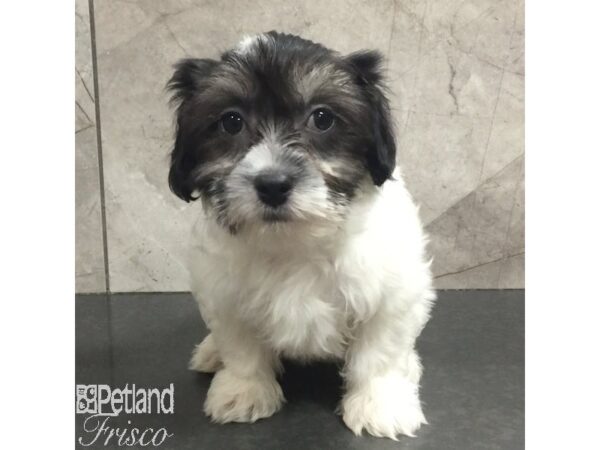 Havanese Dog Male Black / White 31436 Petland Frisco, Texas