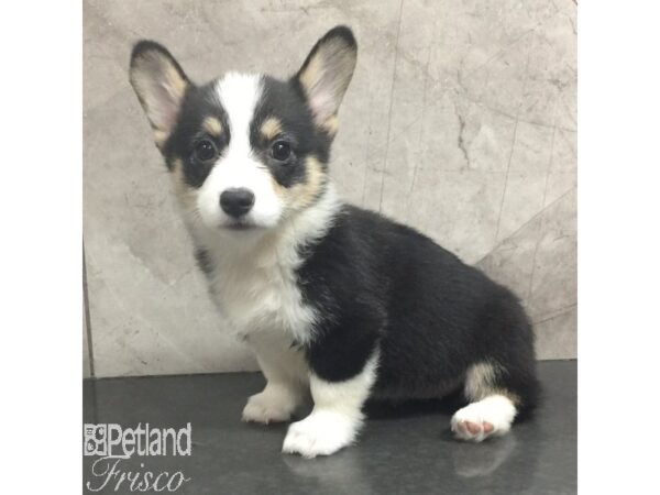 Pembroke Welsh Corgi-Dog-Female-Black Tan / White-31437-Petland Frisco, Texas