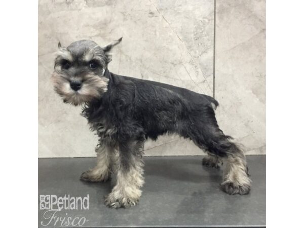 Miniature Schnauzer Dog Female Black / Silver 31455 Petland Frisco, Texas