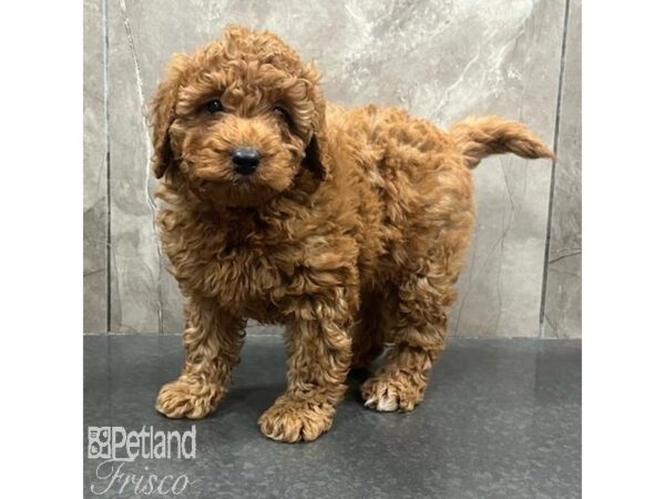 Miniature Goldendoodle F1B Dog Female Red 31420 Petland Frisco, Texas