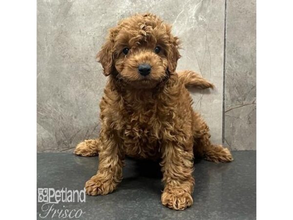 Miniature Goldendoodle F1B Dog Male Red 31422 Petland Frisco, Texas