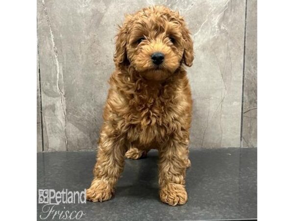 Miniature Goldendoodle F1B-Dog-Male-Red-31423-Petland Frisco, Texas