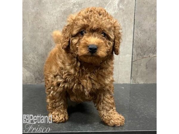 Miniature Goldendoodle F1B-Dog-Male-Red-31424-Petland Frisco & Mckinney, Texas