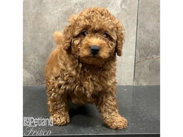 Miniature Goldendoodle F1B-Dog-Male-Red-31424-Petland Frisco, Texas