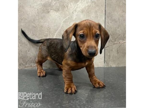 Miniature Dachshund Dog Female Wild Boar 31445 Petland Frisco, Texas