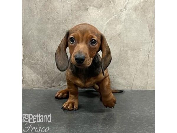 Miniature Dachshund-Dog-Female-Wild Boar-31446-Petland Frisco & Mckinney, Texas
