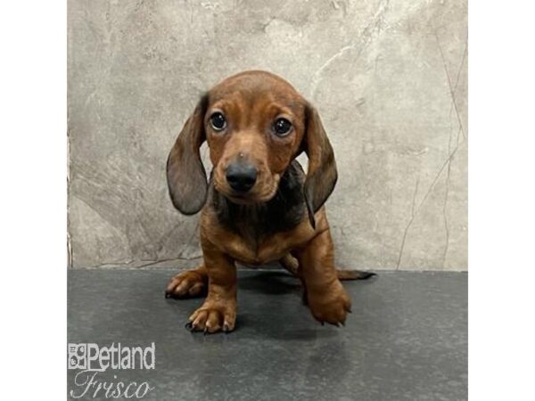 Miniature Dachshund Dog Female Wild Boar 31446 Petland Frisco, Texas