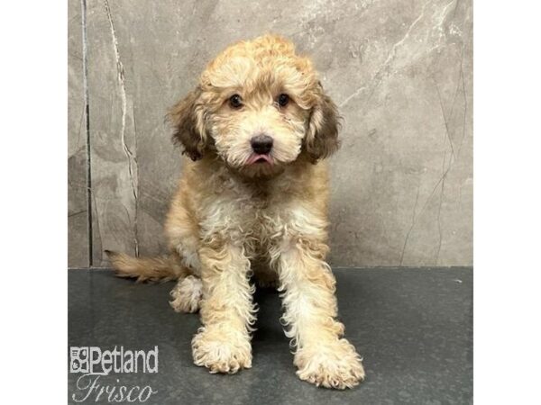 NewfyPoo Mini-Dog-Female-Sable-31447-Petland Frisco & Mckinney, Texas