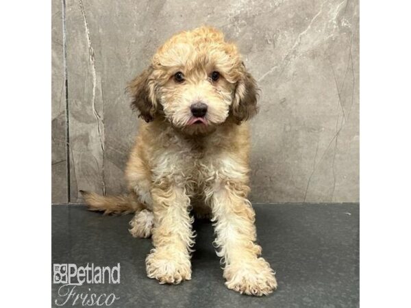 NewfyPoo Mini Dog Female Sable 31447 Petland Frisco, Texas