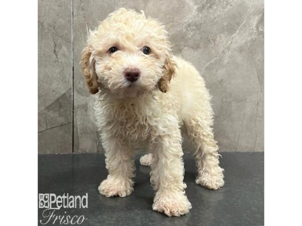 NewfyPoo Mini-Dog-Female-Cream-31448-Petland Frisco & Mckinney, Texas