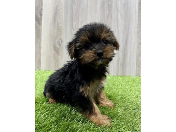 Yorkshire Terrier Dog Female Black / Tan 31469 Petland Frisco, Texas