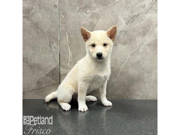 Shiba Inu-Dog-Female-White-31464-Petland Frisco, Texas