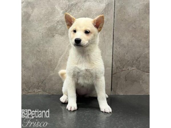 Shiba Inu-Dog-Female-White-31465-Petland Frisco & Mckinney, Texas