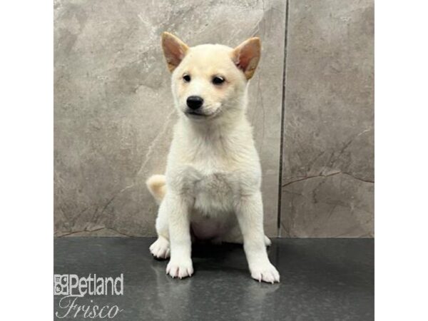 Shiba Inu Dog Female White 31465 Petland Frisco, Texas