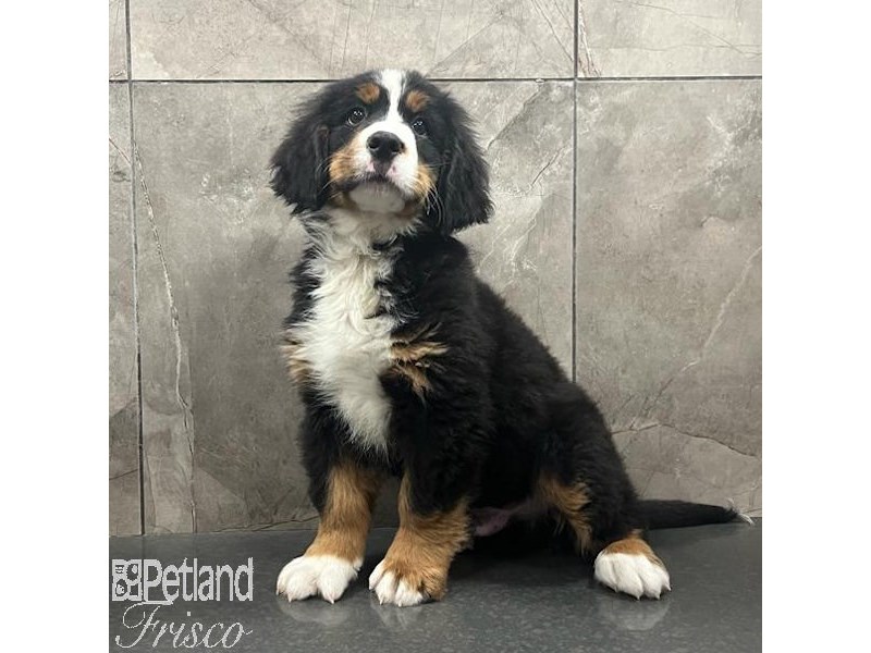 Bernese Mountain Dog Dog Male Black White / Tan 31466