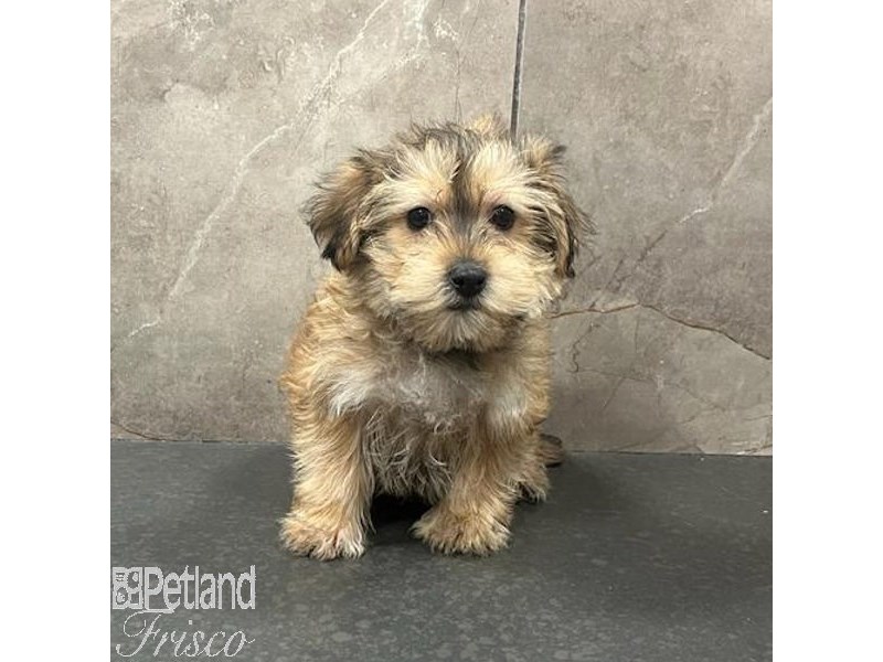 Morkie Dog Male Gold 31467
