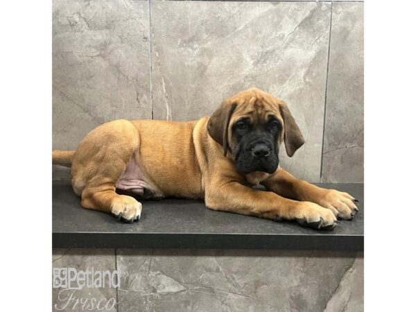 Bullmastiff-Dog-Male-Apricot-31468-Petland Frisco, Texas