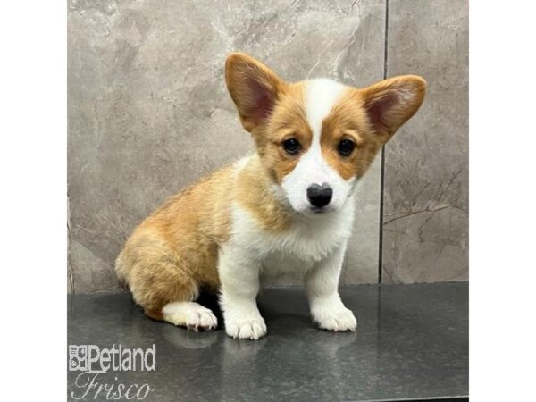 Pembroke Welsh Corgi-Dog-Female-Sable and White-31470-Petland Frisco & Mckinney, Texas
