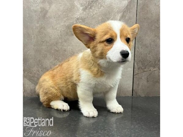 Pembroke Welsh Corgi-Dog-Female-Sable and White-31471-Petland Frisco, Texas