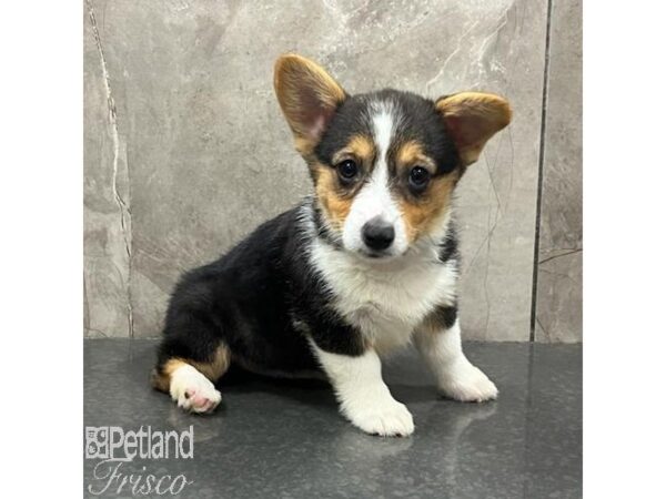 Pembroke Welsh Corgi Dog Female Black Tan and White 31472 Petland Frisco, Texas